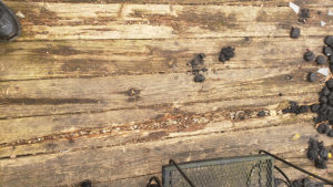 DeckGuru - Can my deck even be stained?