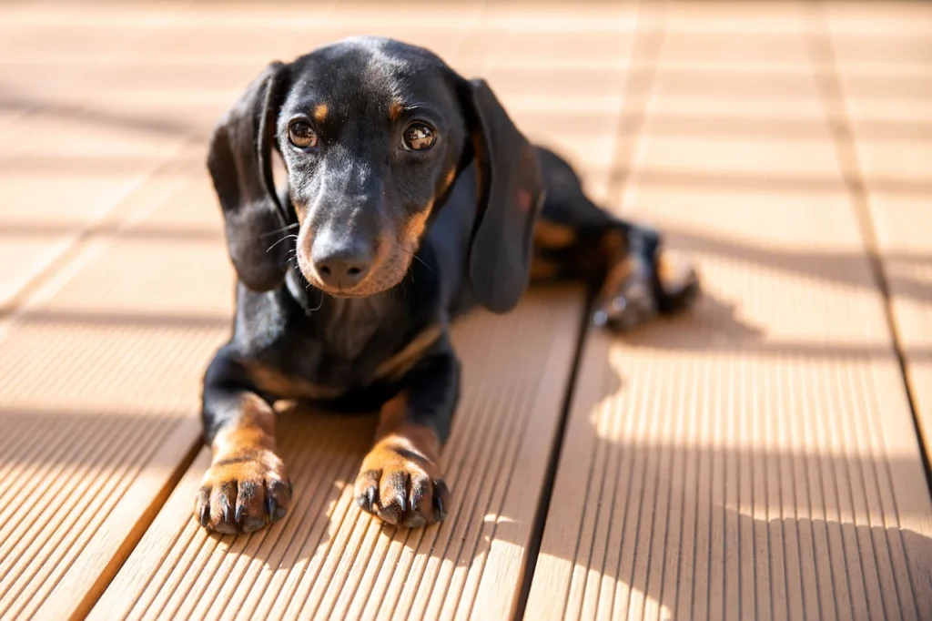 Best Decking for Dogs and Pets