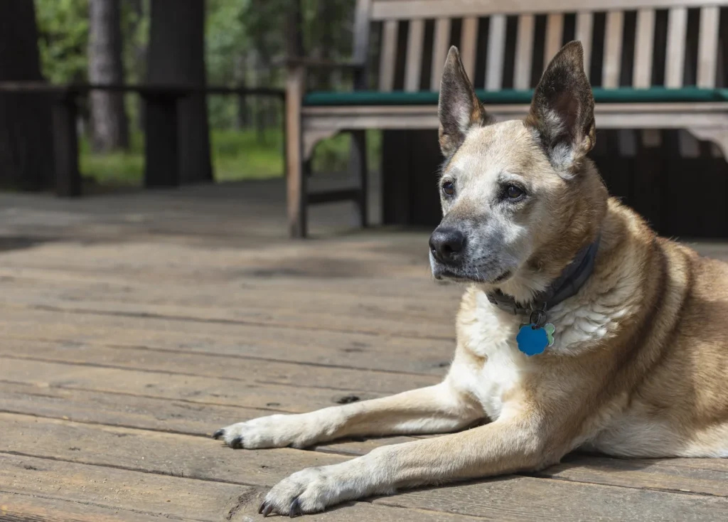 Best Decking for Dogs and Pets