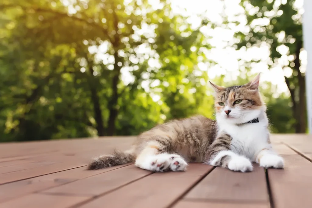 Best Decking for Dogs and Pets